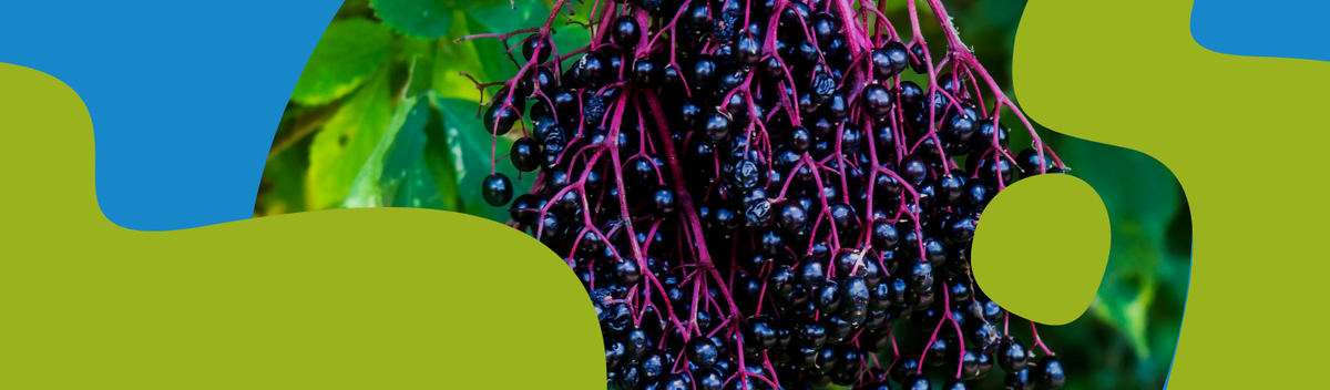 Black Elderberry: Properties, Recipes and Supplements
