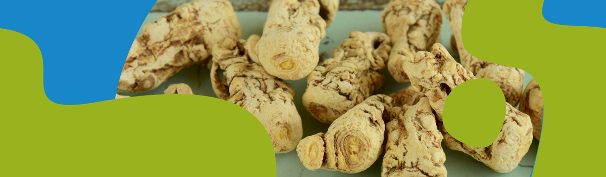 Dong Quai (Angelica Sinensis): Properties & Benefits