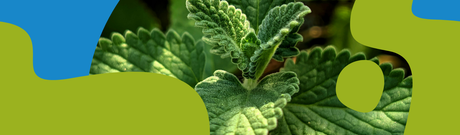 Peppermint: Benefits, Uses & Safety Guide