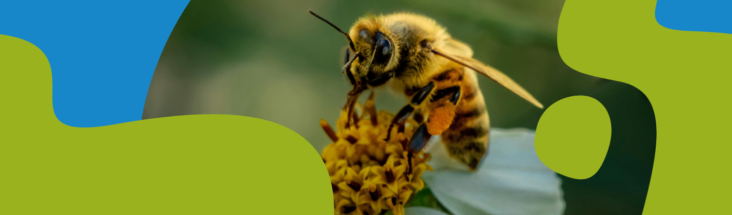 Bee Pollen Benefits: Nature's Perfect Superfood